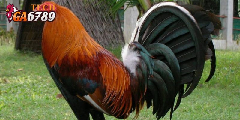 Một trong những chiến kê nổi tiếng là gà Kelso